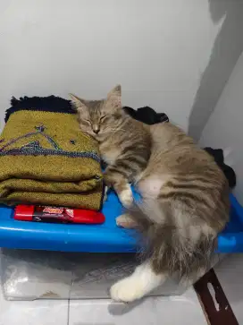 Lepas adop kucing