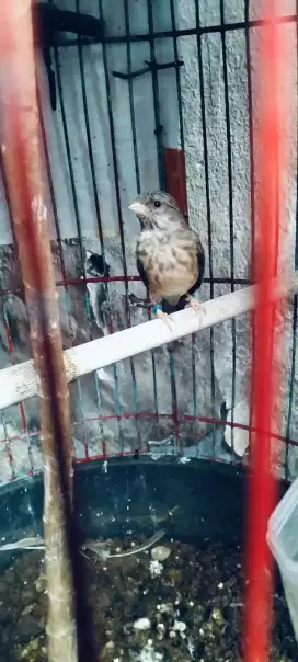 Burung betina sanger mapan jinak mulus,siap jadi indukan TT masuk