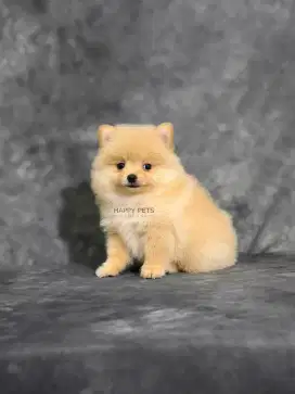 Super Minipom Jantan mini size