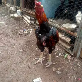 ayam Bangkok asli ekor lidi