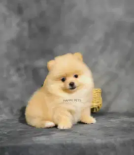 Super Minipom betina