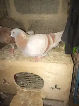 Di jual Merpati atas bulu halus kering