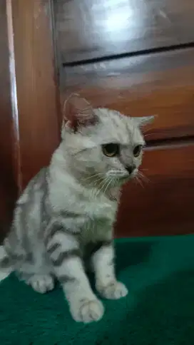 Lepas adopt kucing Scottish straight