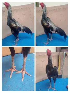 Ayam Mangon silangan Bangkok