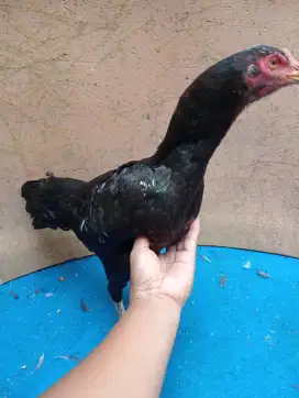 Ayam betina Mangon Silangan Bangkok main tampar