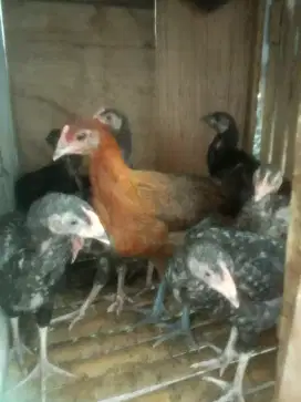 AYAM PELUNG BETINA