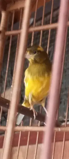 Jual burung kenari loper
