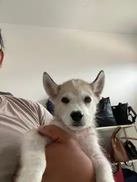 Openadop Siberian Husky