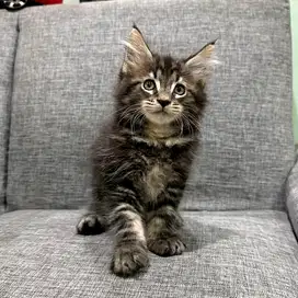 Kucing Mainecoon Ped Kitten Jantan