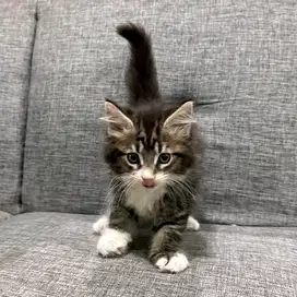 Kucing Mainecoon Ped Betina Kitten