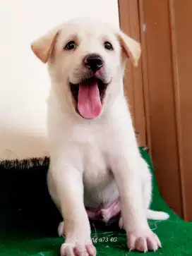 Anakan anjing ras mix