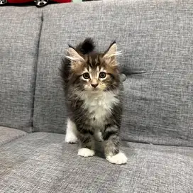 Kucing Mainecoon Ped Betina Kitten