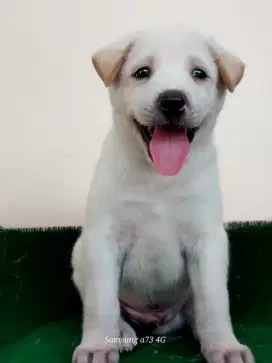 Anakan anjing ras mix