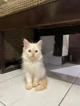Kucing persia himalyan