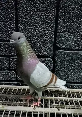 Merpati Tinggian Full Nitik