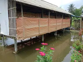 Dijual Kolam Ikan & Ayam Petelur Masih Produktif Di Purwokerto Utara