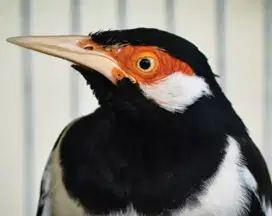 Burung jalak suren jawa