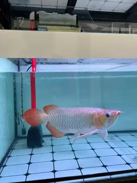 Ikan Arwana Super Red 43 cm
