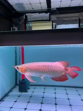 Ikan Arwana Super Red 40cm