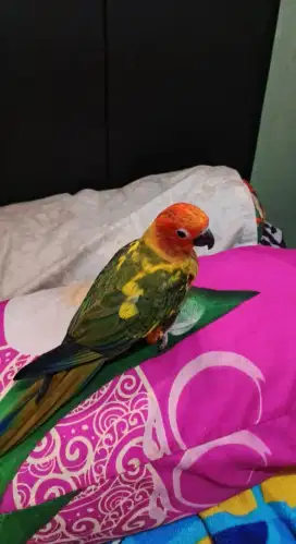 Sunconure jinak DNA