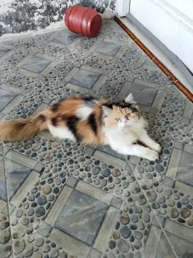 Kucing baik area menganti banyu urip