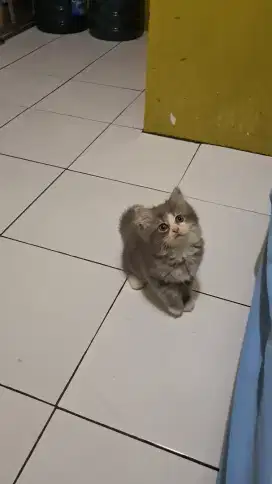 LA kitten NS  2 bln jantan