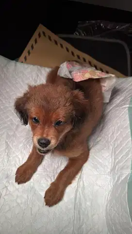 Anakan anjing giant poddle x cocker spaniel