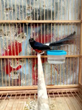 Murai muda hutan