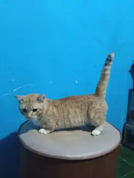 KUCING BSH MUNCHKIN (murah)