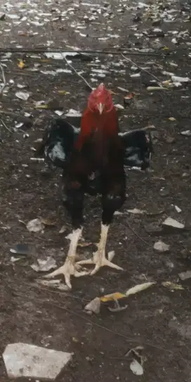 Ayam jago bangkok tehnik