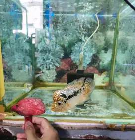Ikan louhan cencu