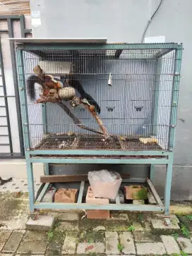 JUAL TUPAI TIGA WARNA UNIK SEPASANG MULUS  DENGAN KANDANG BESI HOLOW