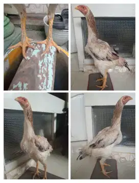 Ayam Betina shamo Silangan Bangkok pukul keras
