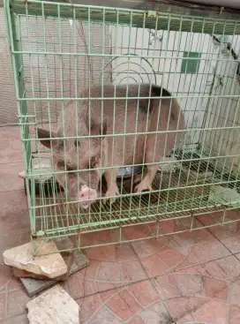 Mini micro pig sudah induk siap beranak