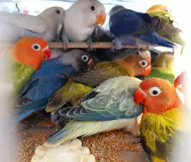 Burung Lovebird