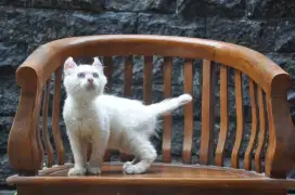 American curl white solid jantan