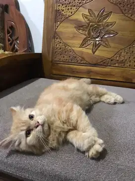 Kucing Persia Betina