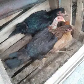 AYAM KAMPUNG ELBA PETELUR UNGGUL SIAP PANEN