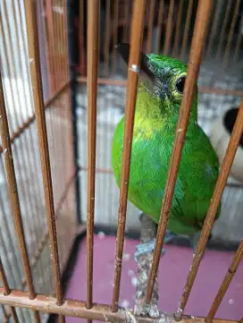 Di jual burung murai daun