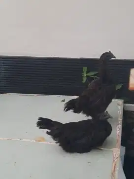 Ayam cemani 2 induk , 4 dara