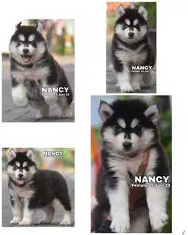 Siberian husky jantan & betina puppy