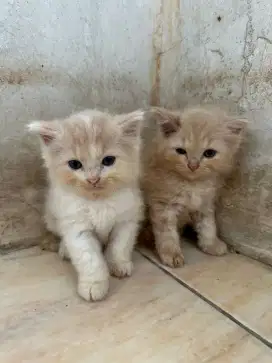 Open adop kitten persia x persia. 2.5 bulan Sehat dan gembul