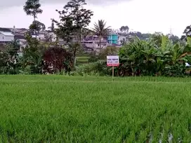 DIJUAL TANAH / SAWAH – LOKASI STRATEGIS DI MLIPAK BAG. SELATAN, WONOSO