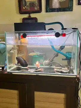 Ikan predator berbagai macam