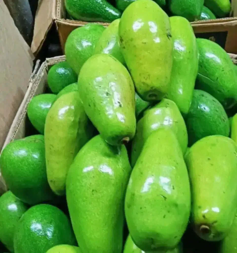 Alpukat Mentega Siger Medan ( Grade A) Jual Partaian pengiriman Medan