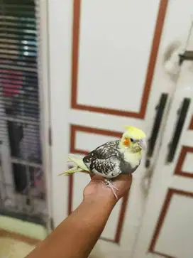 burung falk jinak