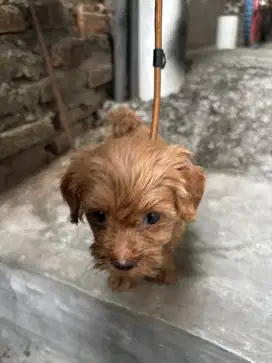 Anjing mix poodle betina #iklan #highlight