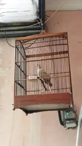 Puter pelung ori jantan