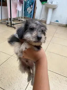 Anak Anjing Mix Shih Tzu x Yorkshire Jantan 1,5 Bulan