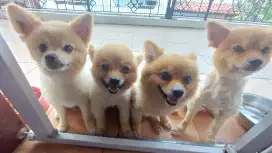 Anjing Dog Open for adoption